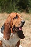 BASSET HOUND 178